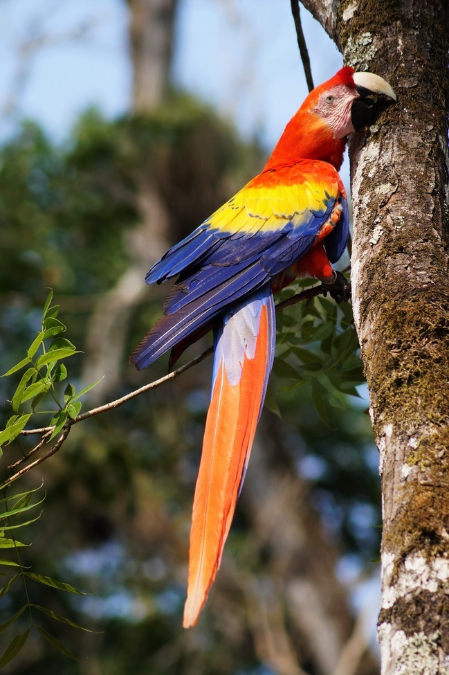 Scarlet Macaw, Copan, Honduras