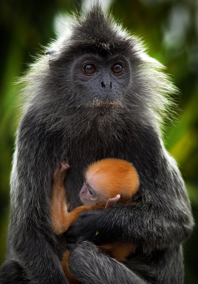 Silvered Leaf Monkey, Penang, Malaysia