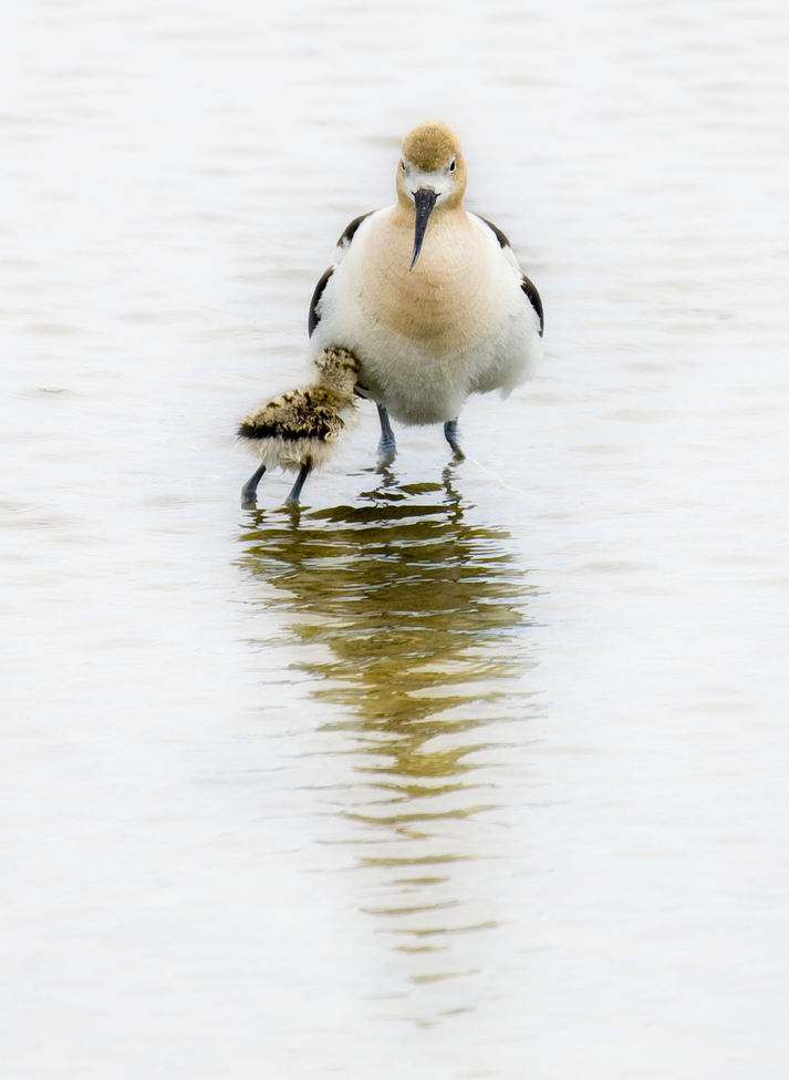American Avocet, Palo Alto, California, United States of America