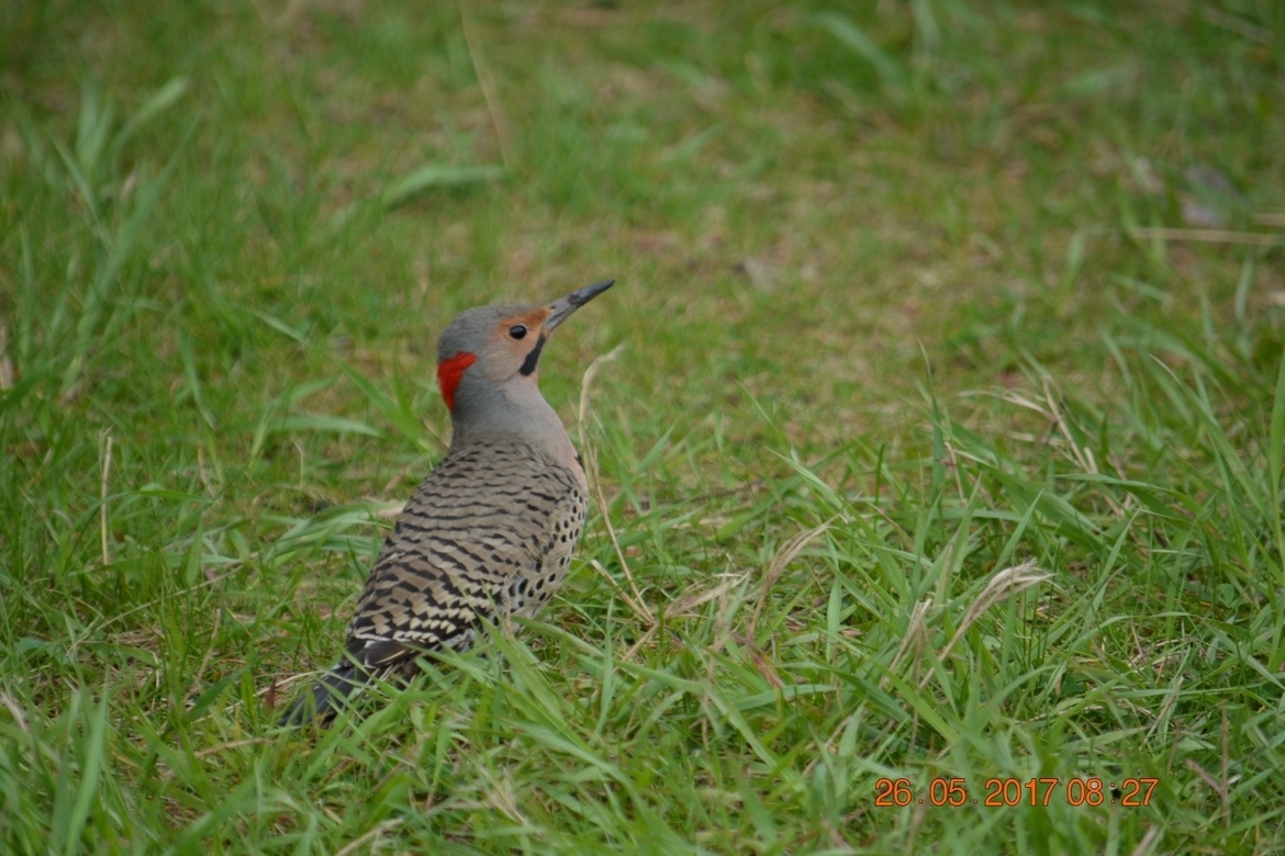 Male Yellow Shafted Northern Flicker , Hermitage Park , Canada