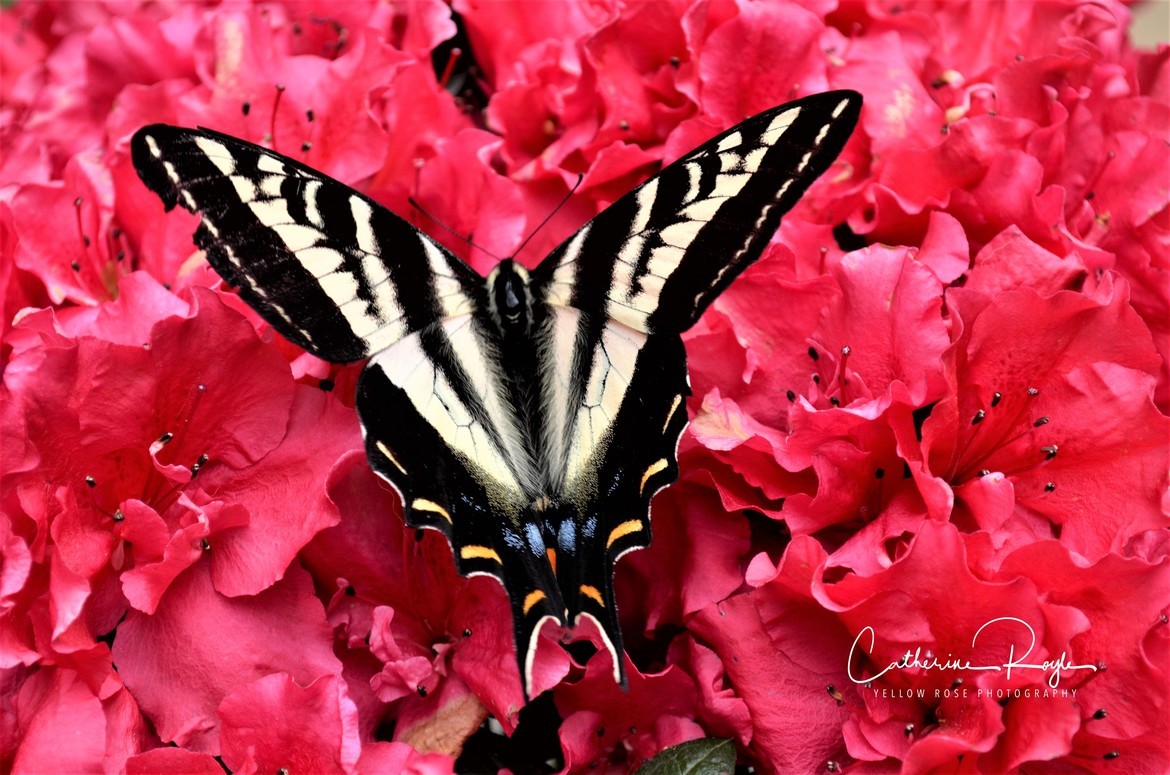 Tiger Swallowtail Butterfly - Papilionidae canadensis, Shawnigan Lake, BC Canada, Canada