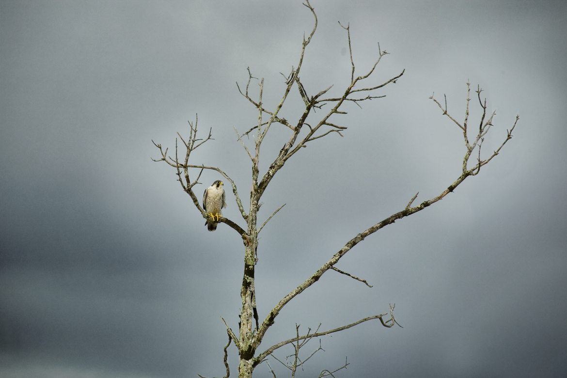 Japanese Sparrowhawk , Kuala Gula Birds sanctuary, Perak, Malaysia
