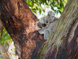 Grid cape otway 0948