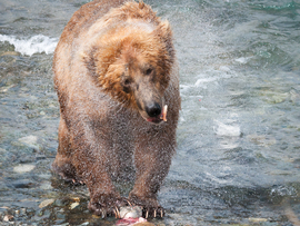 Grid shake it dusty  0393