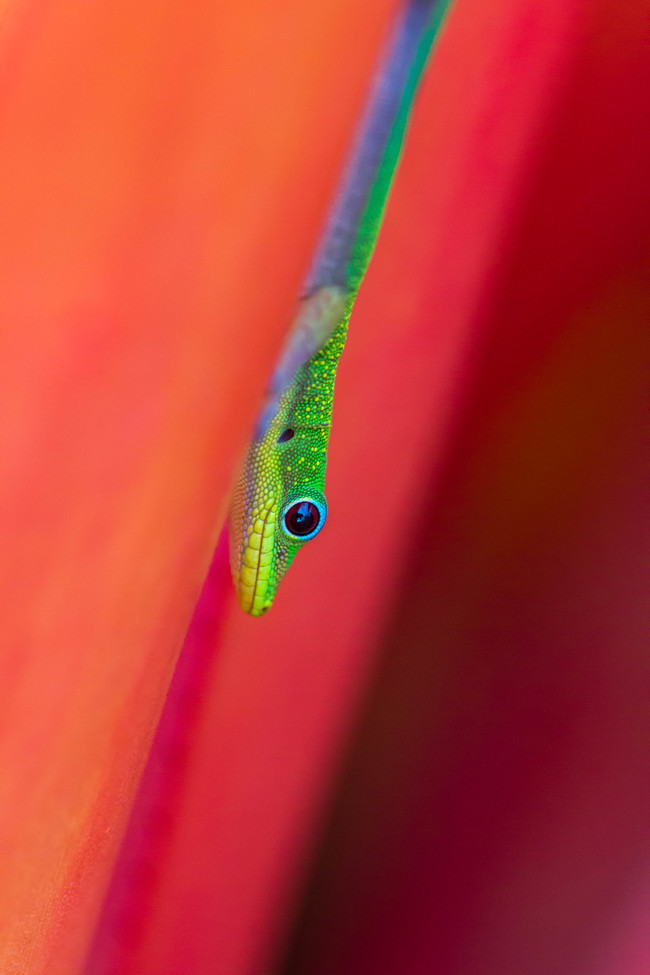 Gold dust day gecko, Hawaii, Big Island, United States of America