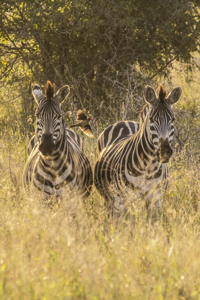 Zebra, Oxpecker, Siyafunda, South Africa