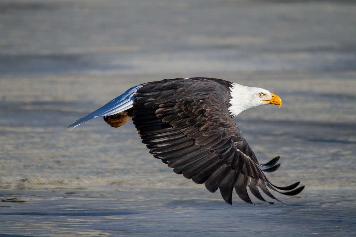 Bald eagle, Chehalis flats, Harrison river, BC, Canada