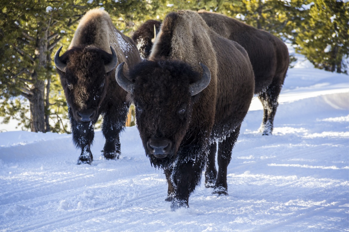 American Bison, Yellowstone National Park, United States of America