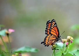 Grid butterfly 2 5x7 600 1496220089585