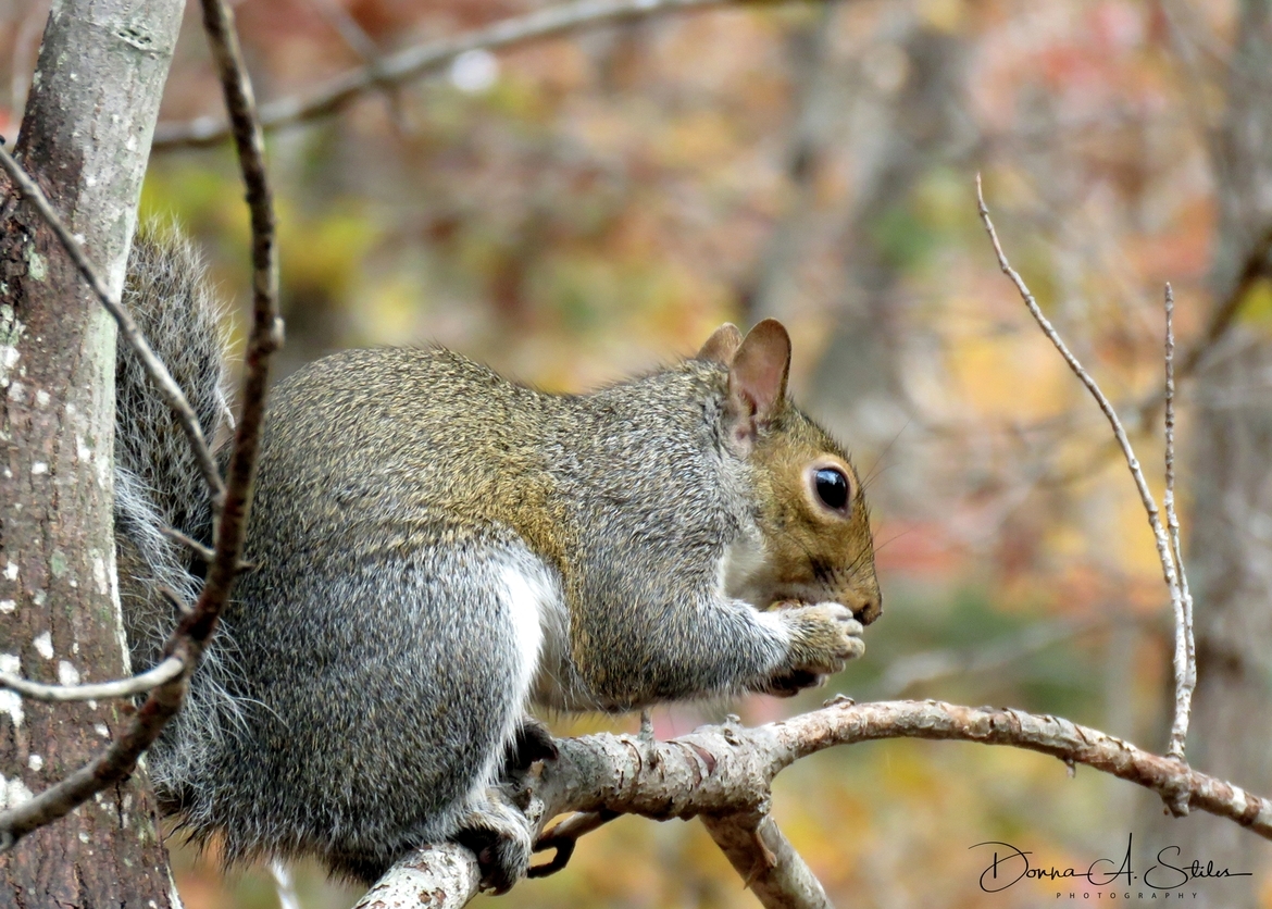 grey squirrel, Near Asheboro, NC, United States of America