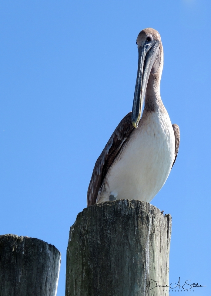 Pelican, Murrells Inlet, SC, United States of America