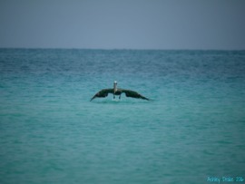 Grid pelican