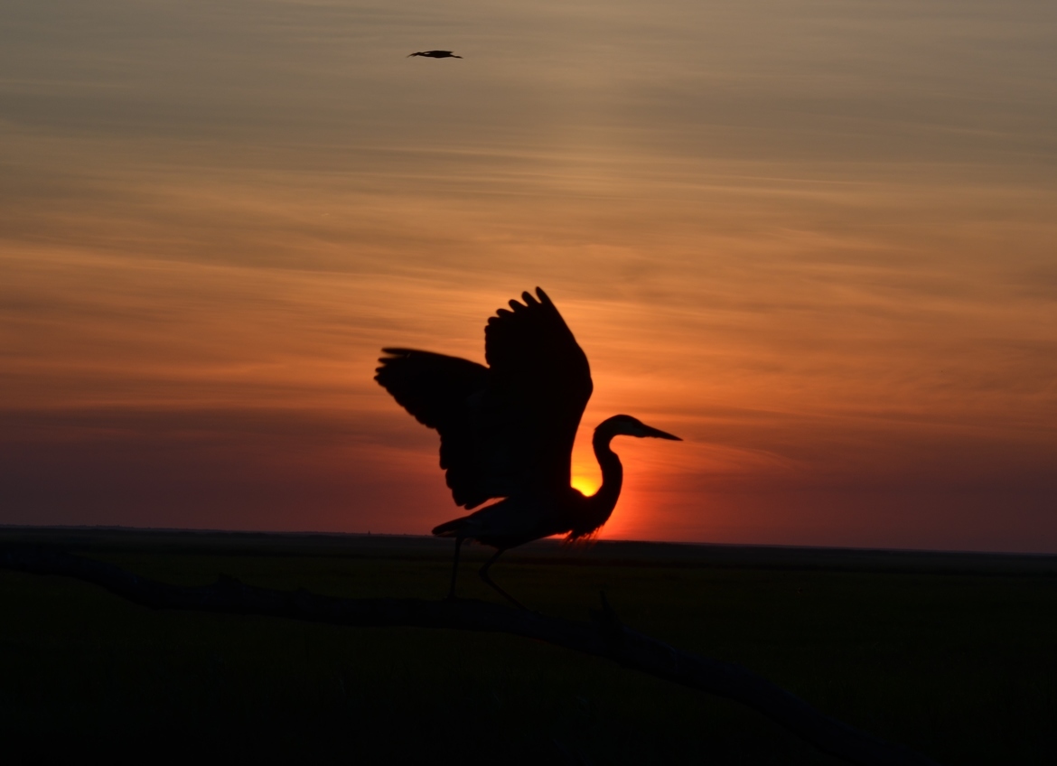Great-blue Heron, Bombay Hook NWR, DE, United States of America