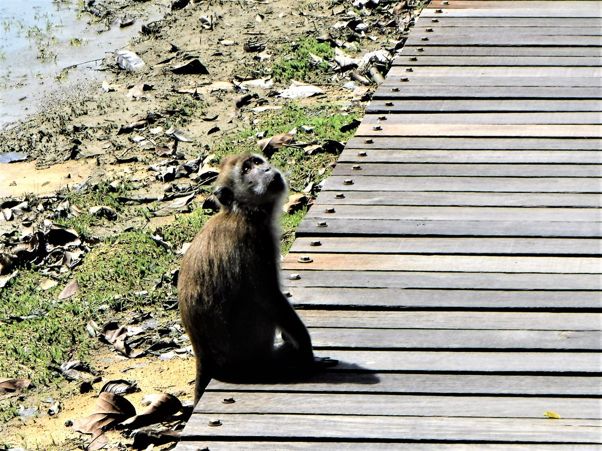 Long-tailed Macaque, MacRitchie Reservoir, Singapore