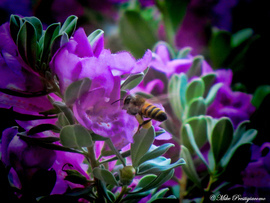 Grid prepare for docking