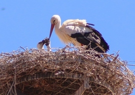 Grid stork family