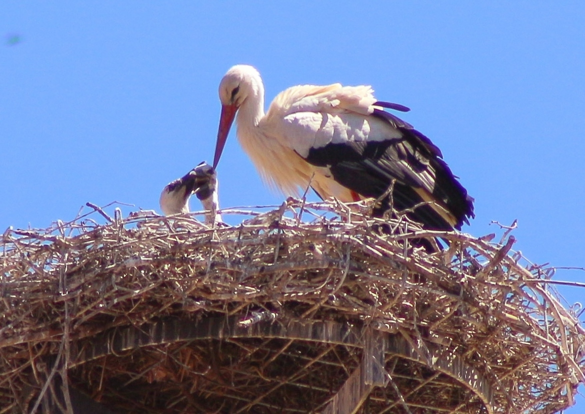 Storks, Rothenberg, Germany