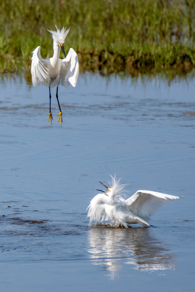 Snowy Egrets, Asseteague, United States of America