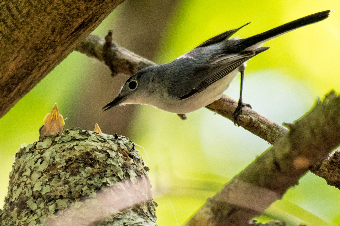 Blue-Gray Gnatcatcher, Herring Run Park, Baltimore, MD, United States of America