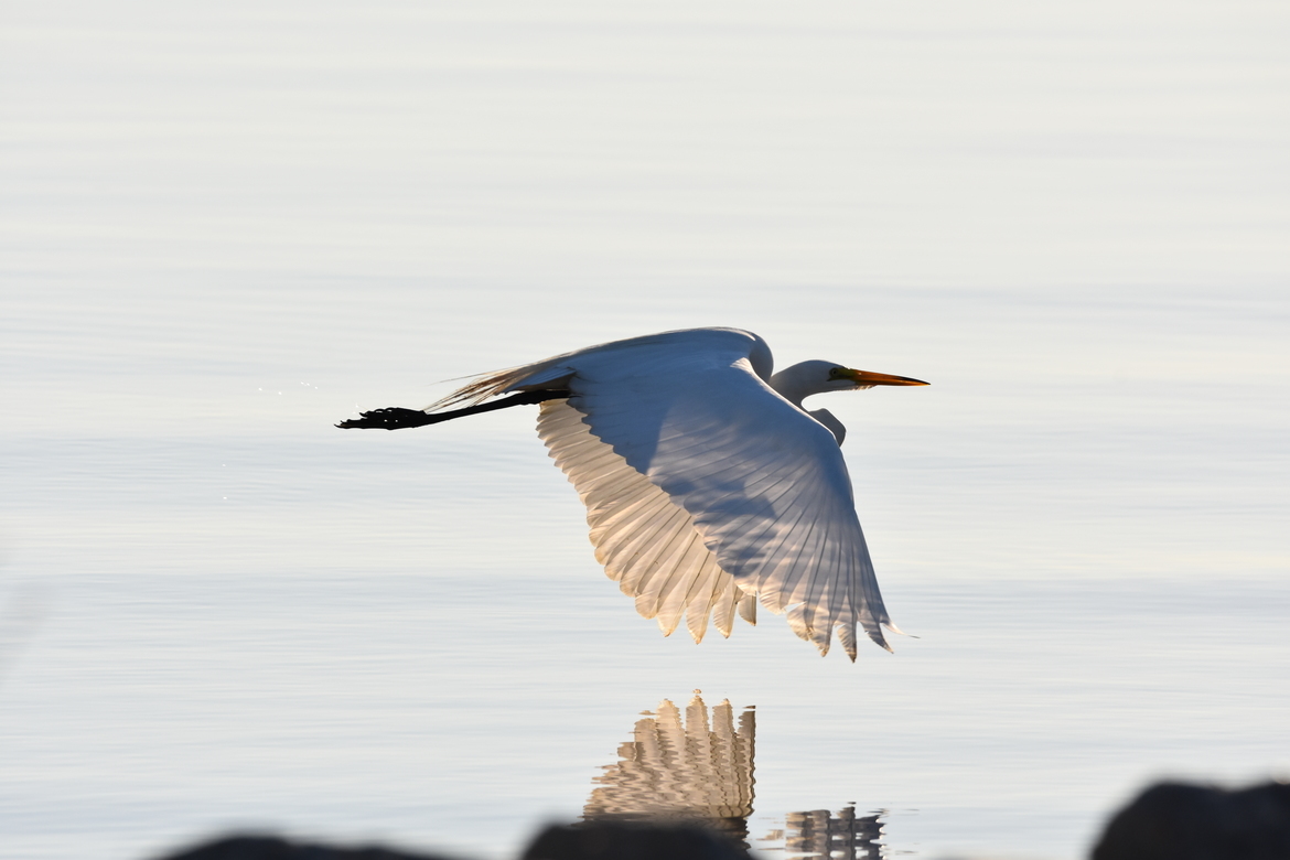 Great Egret, Lake Pontchartrain, United States of America