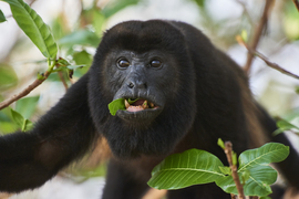 Grid clivechampion howlingmonkey