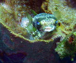 Grid carolinegilmore ballonfish