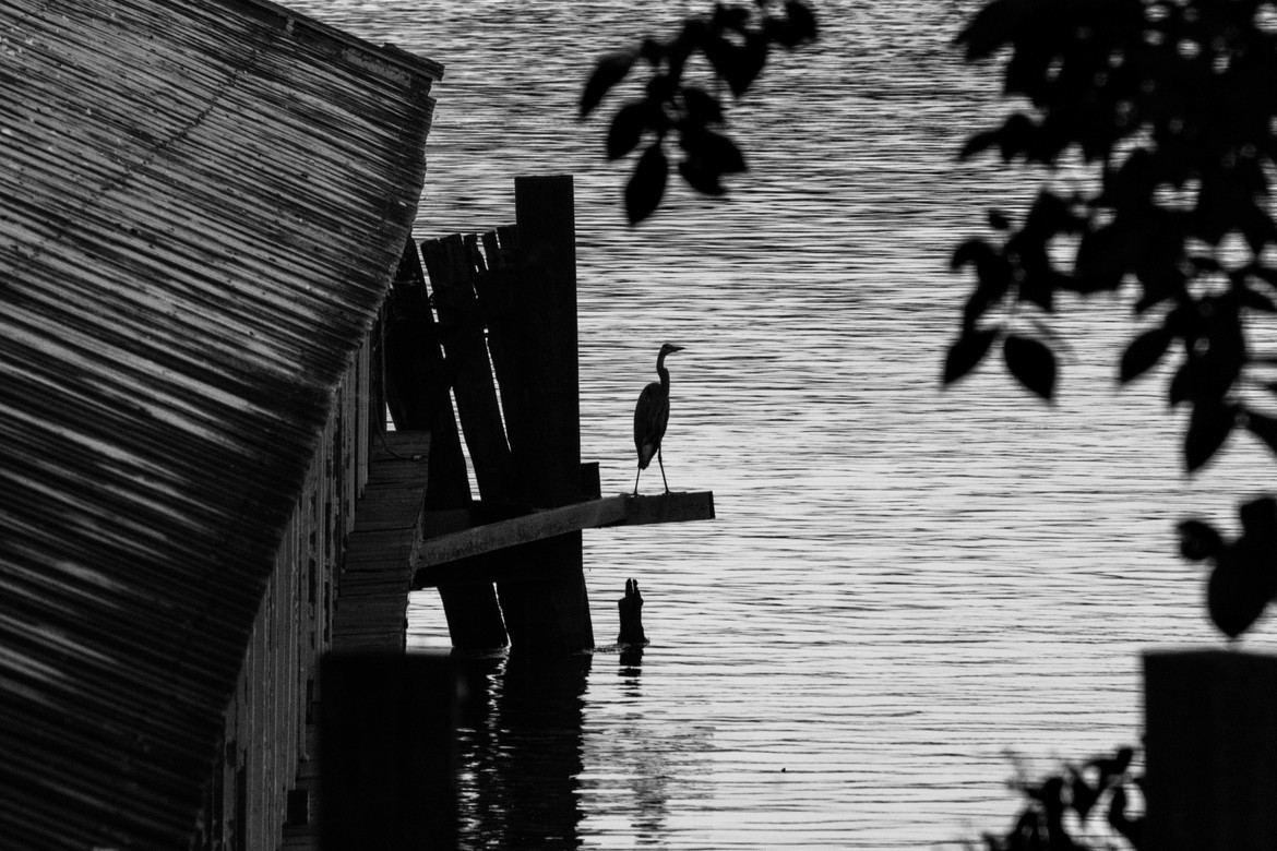Bird / Crane, Amherstburg, Ontario, Canada