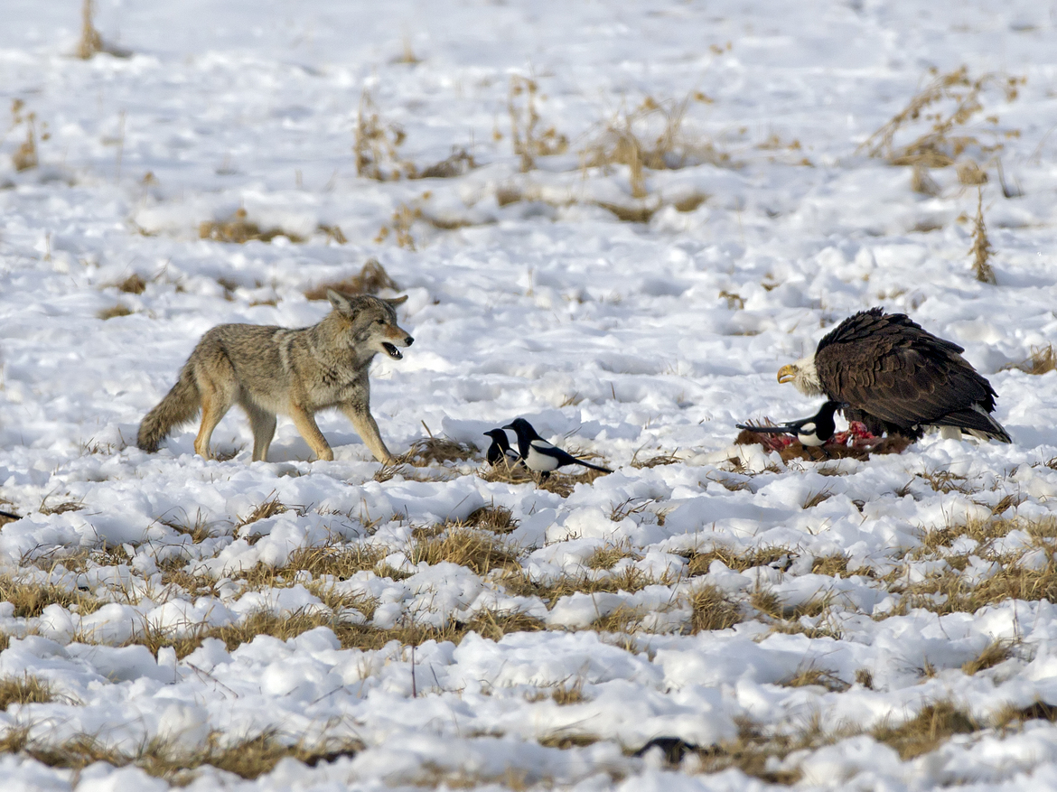 Coyote and a bald eagle, Carson Valley, Nevada, United States of America