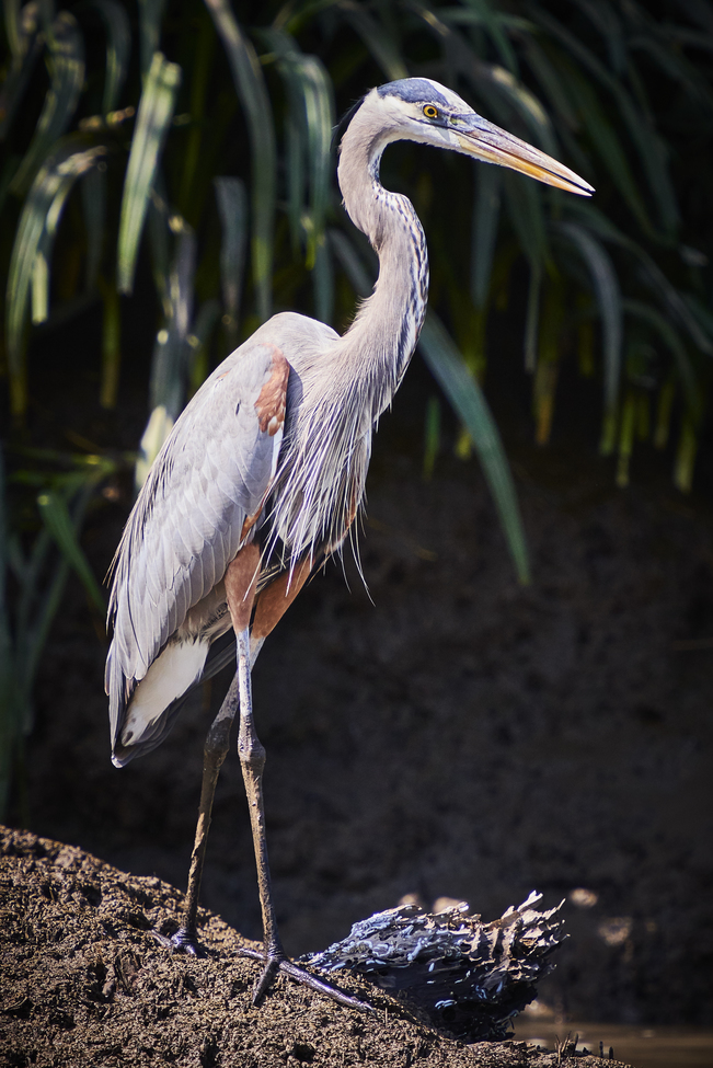 Great Blue Heron, Parque Nacional Palo Verde, Costa Rica