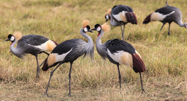 Grid trivedi 1 cranes pair amboseli