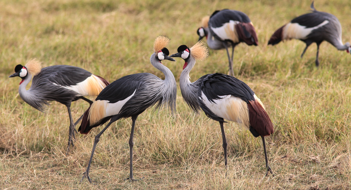 Crowned cranes, Amboseli National Park, Kenya