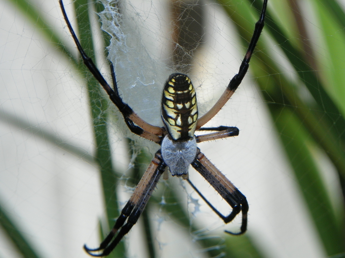 Spider, Indiana, United States of America