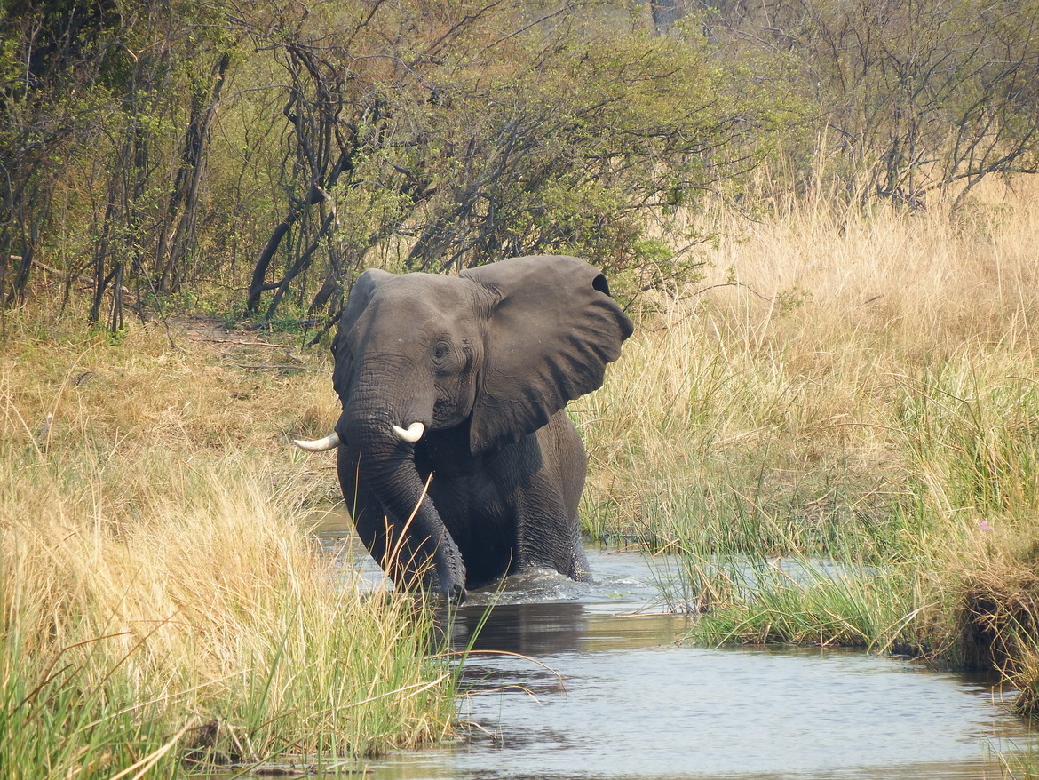 African Elephant, LInyanti Reserve, Botswana