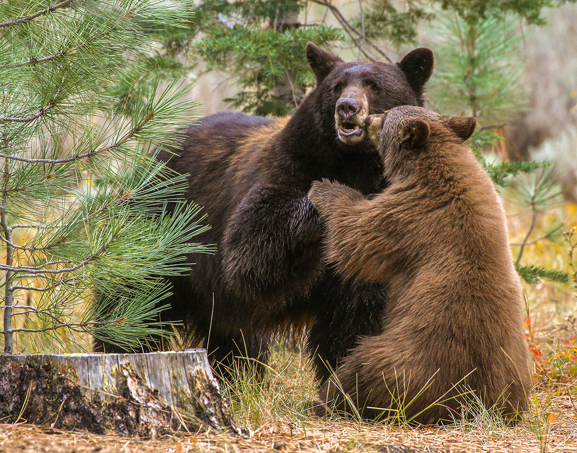 Black bear, South Lake Tahoe, CA, United States of America
