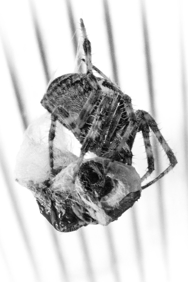 Spider, Amherstburg, Ontario, Canada