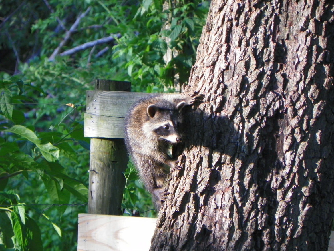 Raccoon, Indiana, United States of America