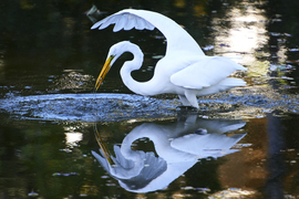 Grid clivechampion egrit