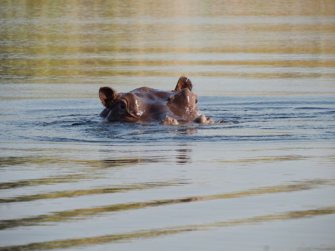 Hippopotamus, Okavango Delta, Botswana