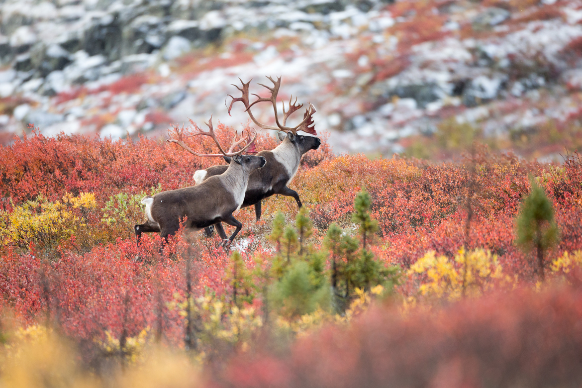 Caribou, Northwest Territories, Canada