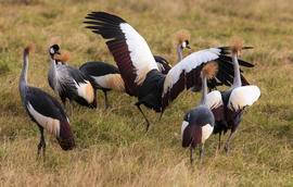 Grid trivedi cranes pair amboseli