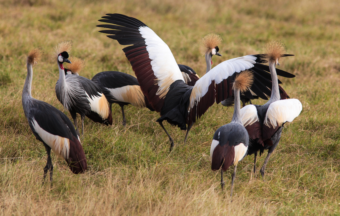Crowned cranes, Amboseli National Park, Kenya