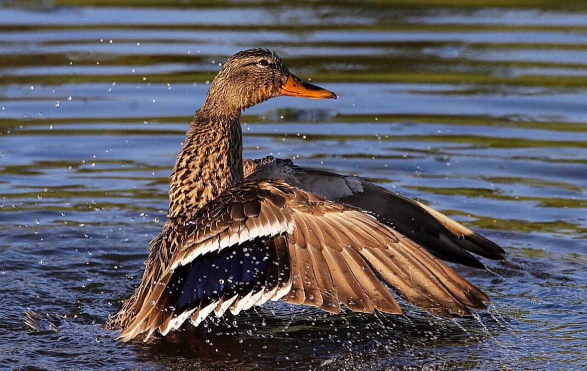 A female Mallard, Manitoba, Winnipeg. Local pond., Canada
