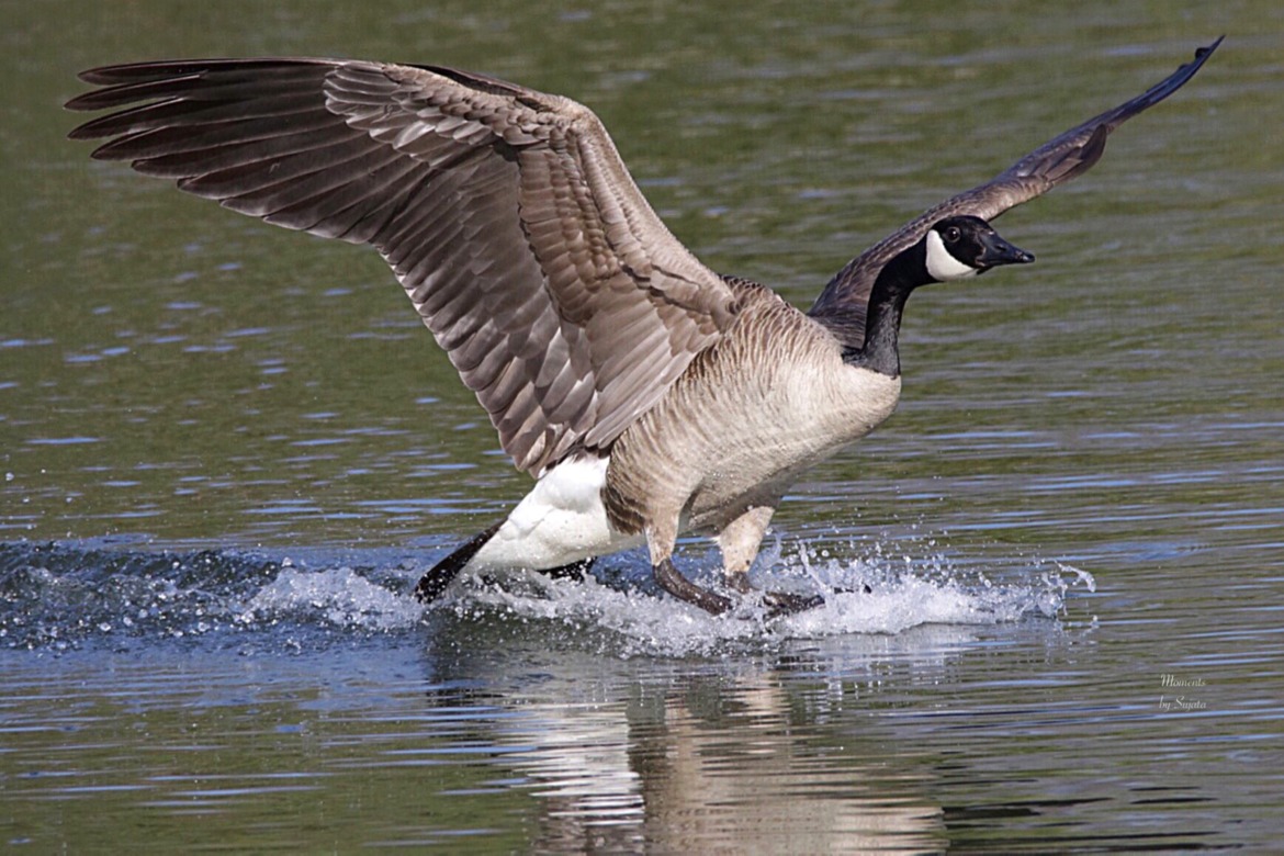 Canada goose, Manitoba, winnipeg, neighbourhood lake, Canada