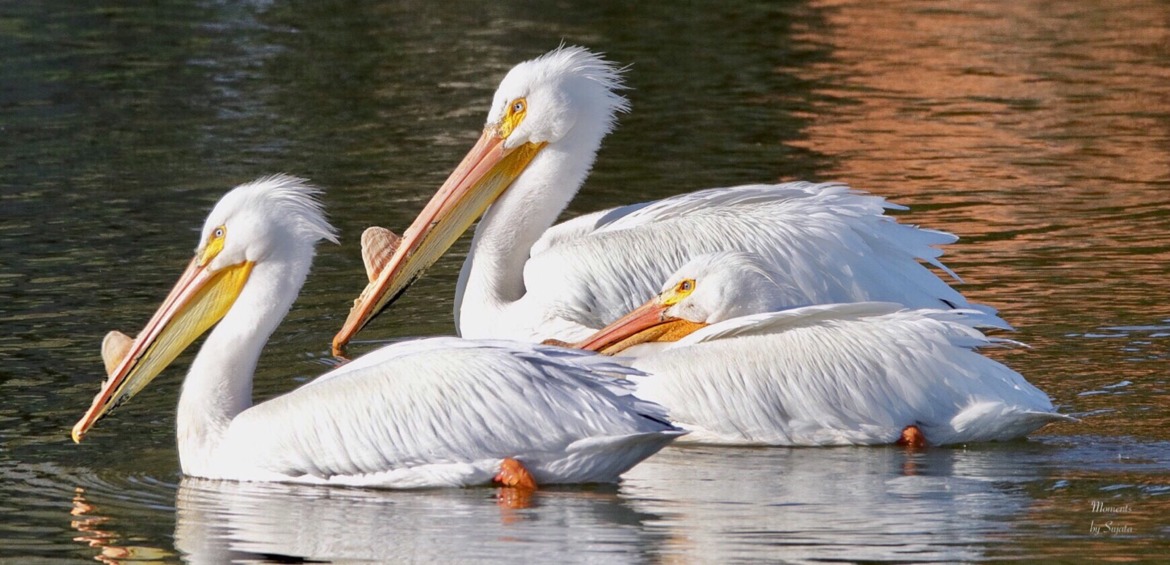 Pelicans, Manitoba, Winnipeg, neighbouring lake., Canada