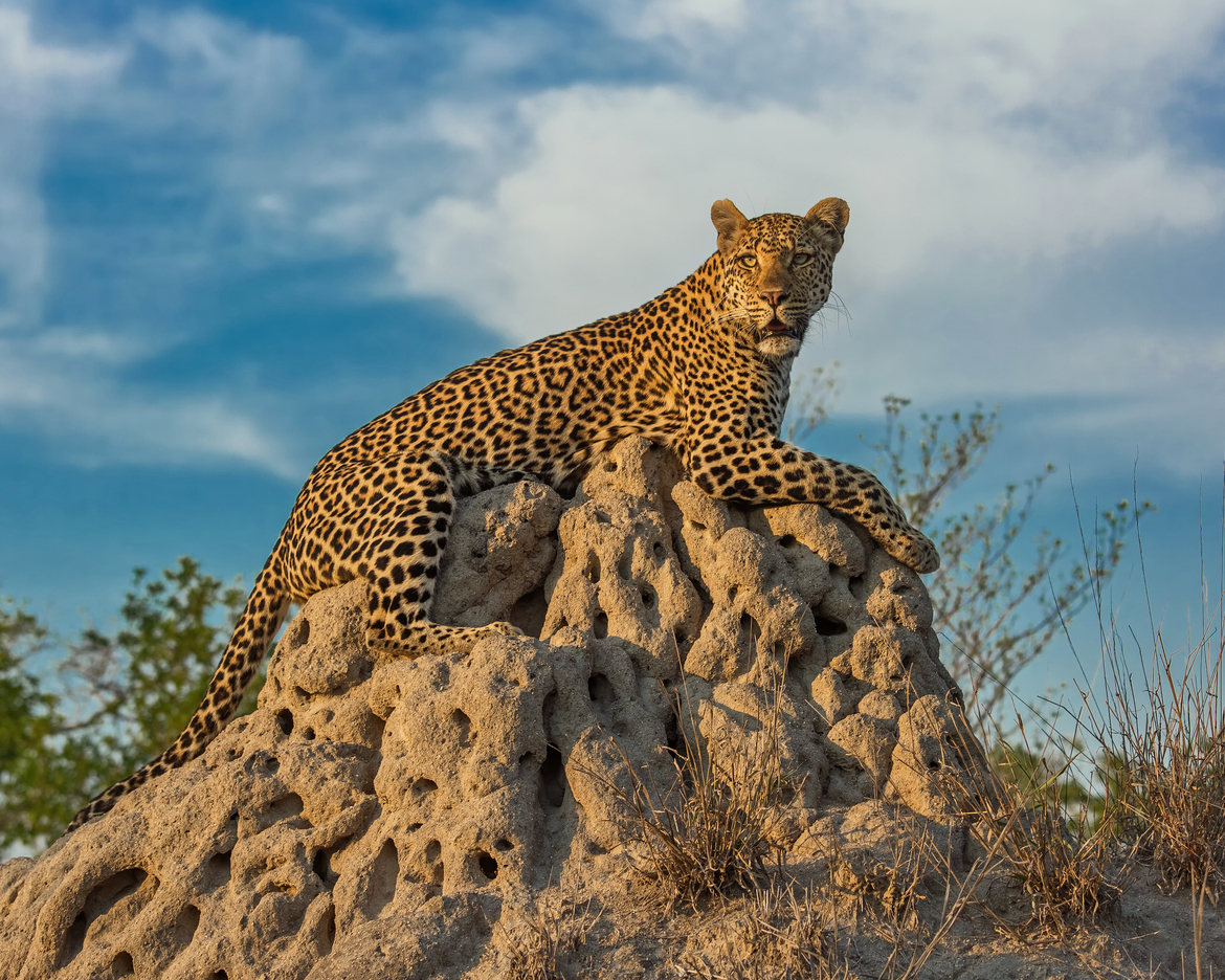 Leopard, MalaMala Game Reserve, South Africa
