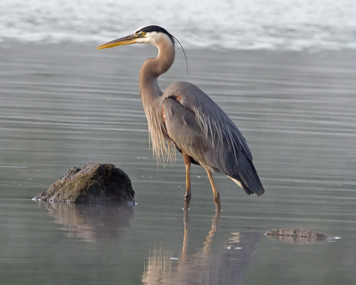 Blue Her, Pittsburgh Pa, United States of America