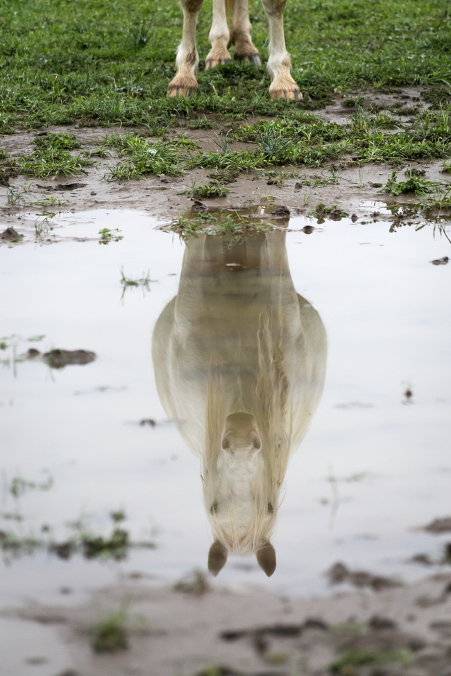 wild horse, Ozark National Scenic Riverways, Shannon County, MO, United States of America
