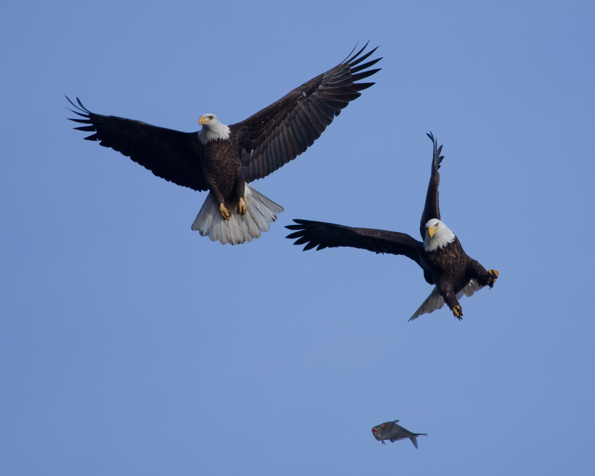 Bald Eagle,  Maryland along the Susquehanna river, United States of America