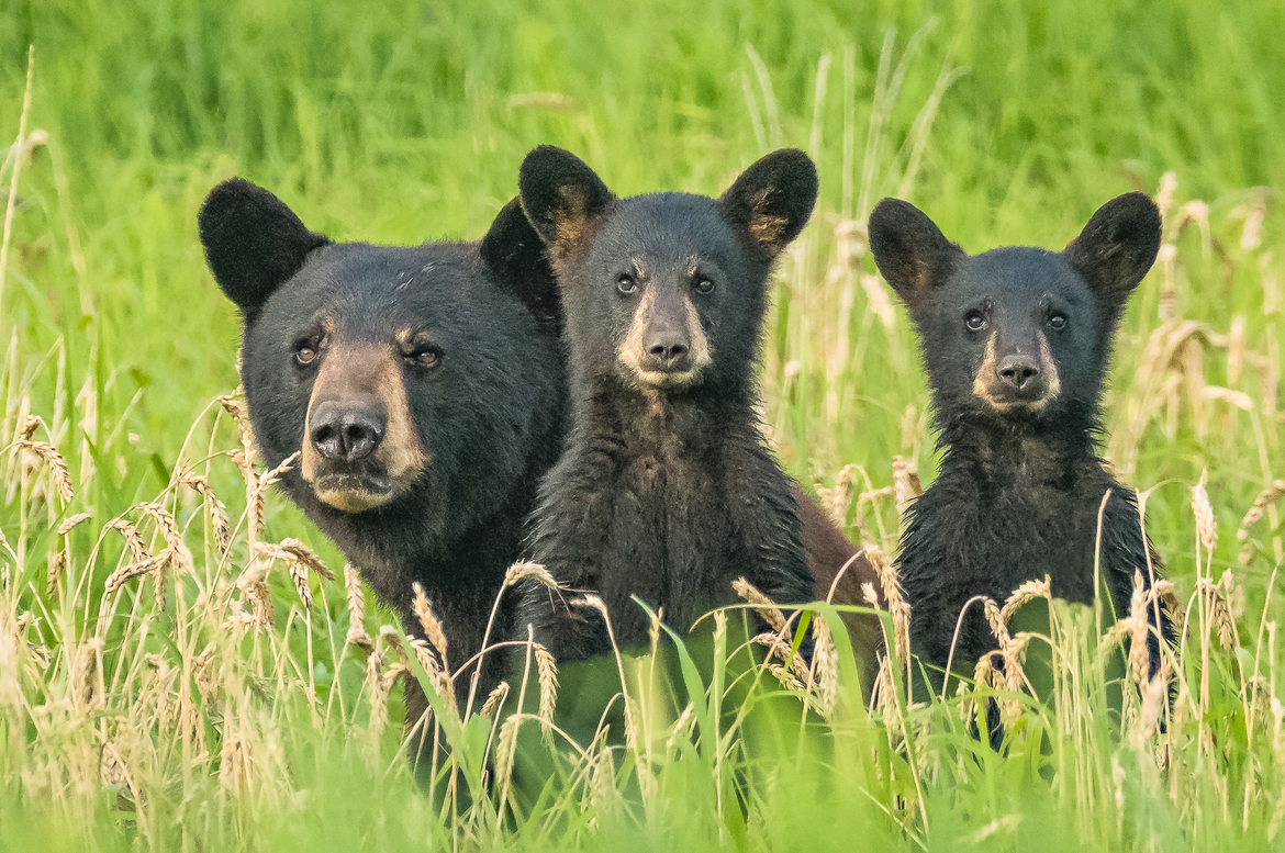 Black bear, Alligator River, United States of America