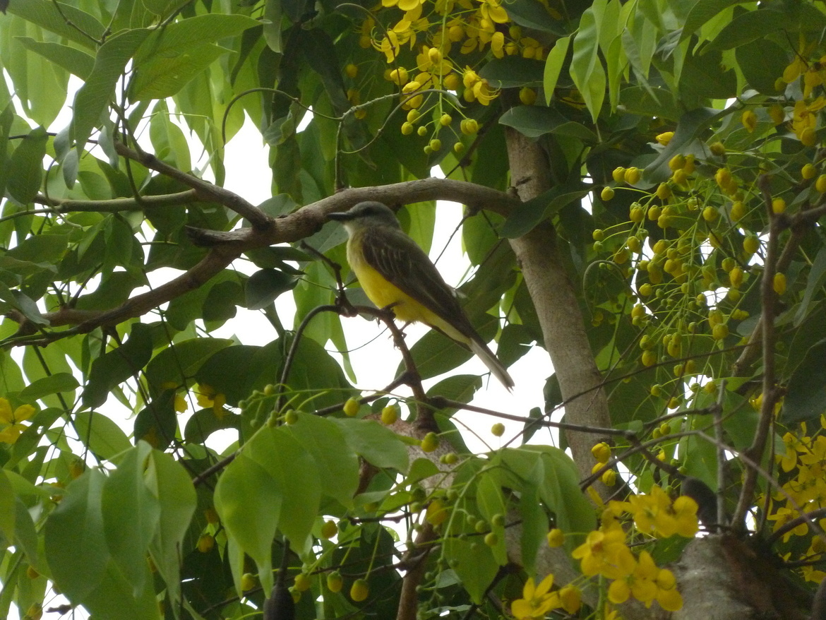 bird, Guanacaste, Costa Rica